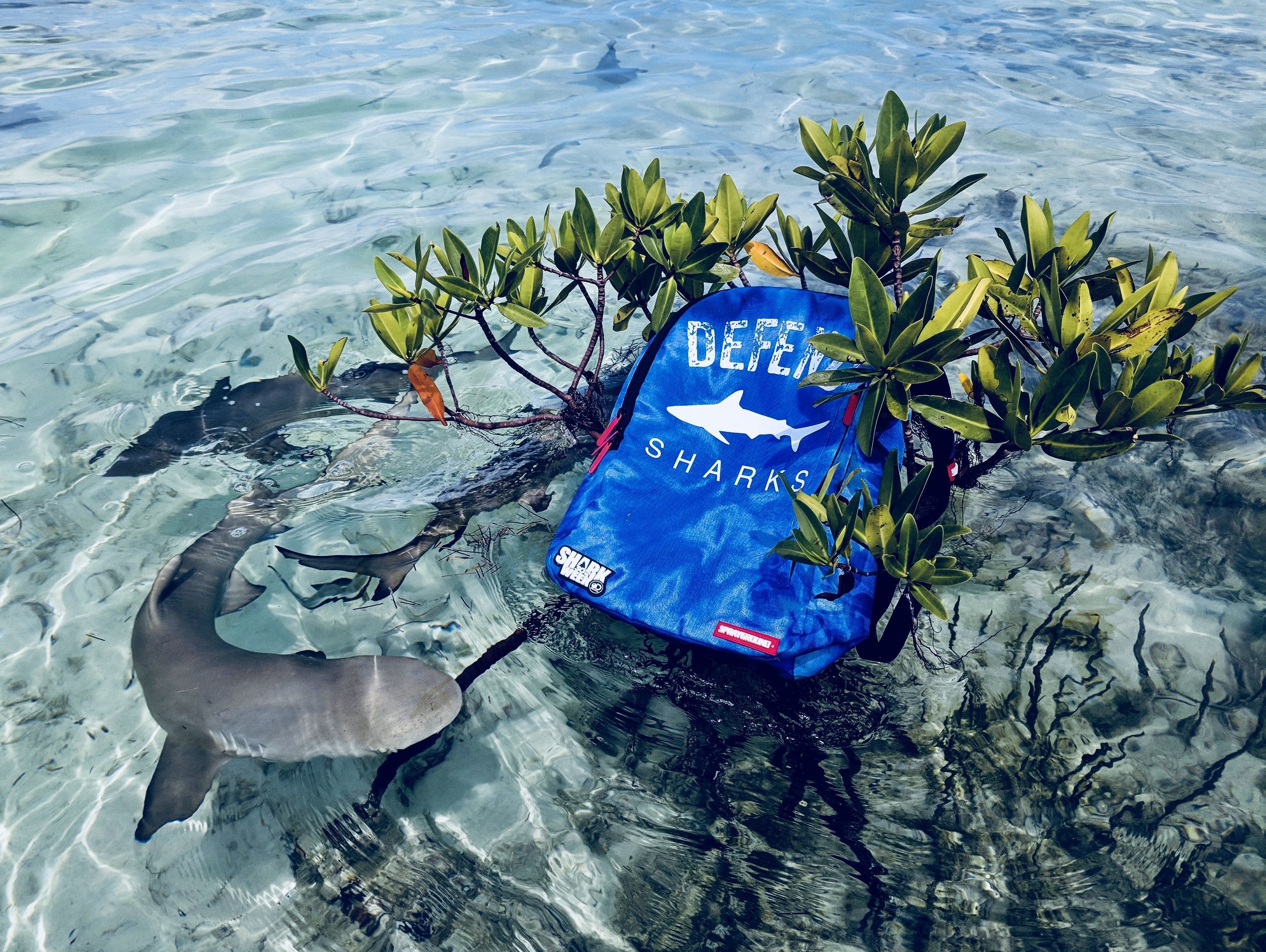 An Official Shark Week Collaboration Is Here!